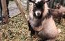 Croft 2a North Tolsta Dodger pigmy goat