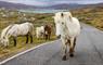 Three Eriskay ponies walk together down the road, embodying the beauty and spirit of the rare breed.
