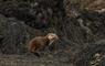 Eurasian Otter from Lady Anne Boat trips