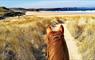 Traigh Mhor Pony Trekking riding to the beach