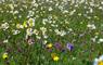 Machair flowers