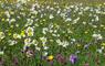 Machair flowers
