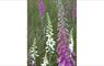 Eat Drink Hebrides - Taigh Chearsabhagh Cafe purple wild flowers