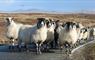 Glaic Cottage sheep