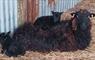 Croft 2a North Tolsta Hebridean ewe with twin lambs