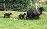 Croft 2a North Tolsta Hebridean ewe with twin lambs