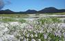 Machair at Howmore