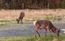 The Tidal Dwelling 2 deer