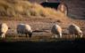 Saltbox at the beach with sheep in the foreground