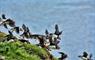 Puffins