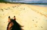 Traigh Mhor Pony Trekking horse on the beach
