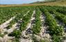 Machair crops -  Balranald