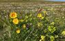 Balranald Machair