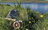 Trout fishing on Loch Hosta is one of the great pleasures in life...although they are elusive!
