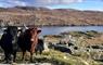 SEAcroft 2 cows by a loch