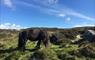 Loch Skipport ponies, South Uist