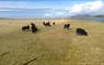 John's Bunkhouse black sheep grazing