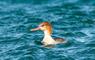 Cnoc Nan Uan Self Catering duck in water