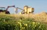 Bere barley harvest on the machair, for North Uist Distillery's single malt, grain to glass whisky