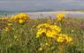 Eat Drink Hebrides - Taigh Chearsabhagh Cafe yellow wild flowers