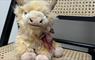 No. 21 toy highland cow