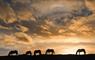 Traigh Mhor Pony Trekking silhouette of horses grazing