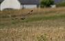 Am Bliochan self catering cottage north uist - Paiblesgarry Owl.