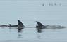 Risso Dolphins boat trips Seen from Lady Anne Wildlife Cruises