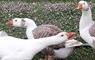 Croft 2a North Tolsta Shetland geese