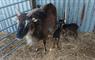 Croft 2a North Tolsta Soay ewe with twin lambs