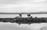 harvesting on coast