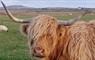 Head of a Highland cow.
