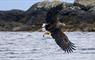 White Tailed Eagle from boat trip Lady Anne Wildlife Cruises