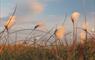 bog cotton