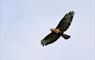 Common Buzzard © Laurie Campbell