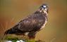 Common Buzzard © Laurie Campbell