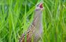 Cnoc Nan Uan Self Catering corncrake