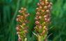 Frog Orchid © Laurie Campbell