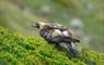 Golden Eagle © Laurie Campbell