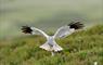 Hen Harrier © Laurie Campbell