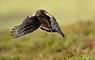 Hen Harrier © Lauries Campbell