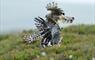 Hen Harrier © Laurie Campbell