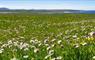 5 Upper Barvas machair flowers