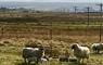 5 Upper Barvas sheep in field