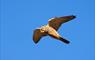 Kestrel © Laurie Campbell