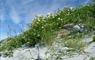 Machair flowers at the beach