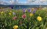 machair flowers