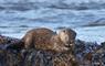 Otter - An Clachan