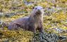 Otters Edge Campground otter