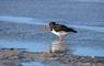 Cnoc Nan Uan Self Catering bird in water